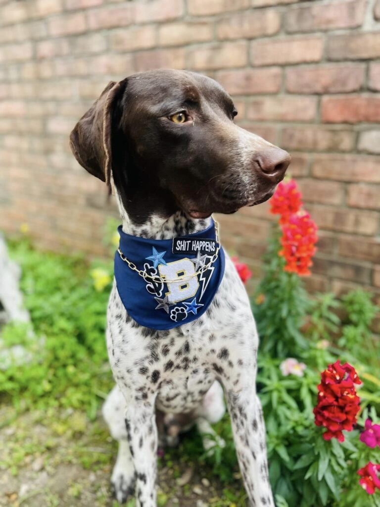 Dog Bandana with Patches on it