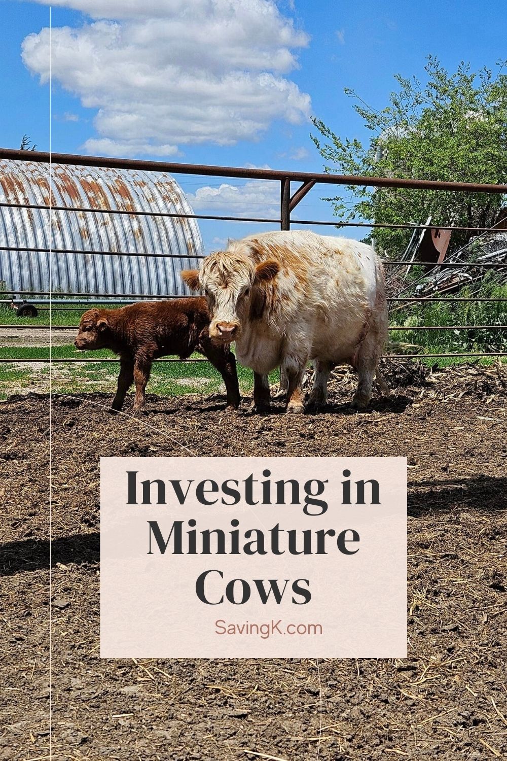 Investing in Miniature Cows