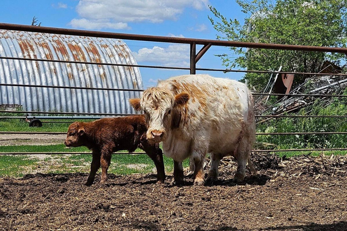 investing in miniature cows