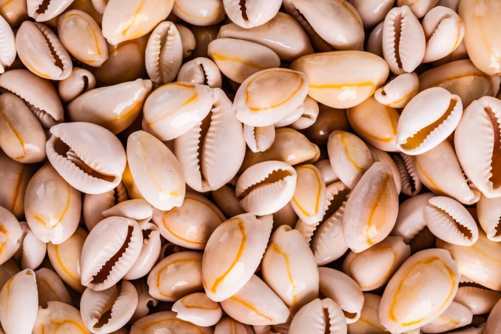 cowrie shells