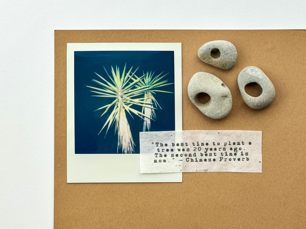 A Polaroid photo of a palm-like tree, three natural holey stones, and a paper with the Chinese proverb, "The best time to plant a tree was 20 years ago. The second best time is now."