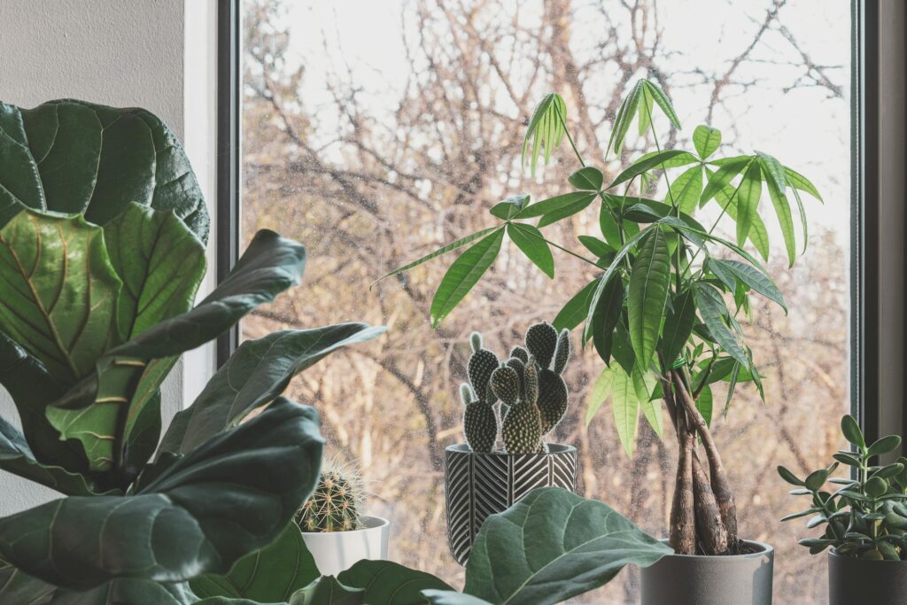 A collection of houseplants, including a money tree, jade plant, and cacti, placed near a sunlit window, symbolizing prosperity and positive energy.