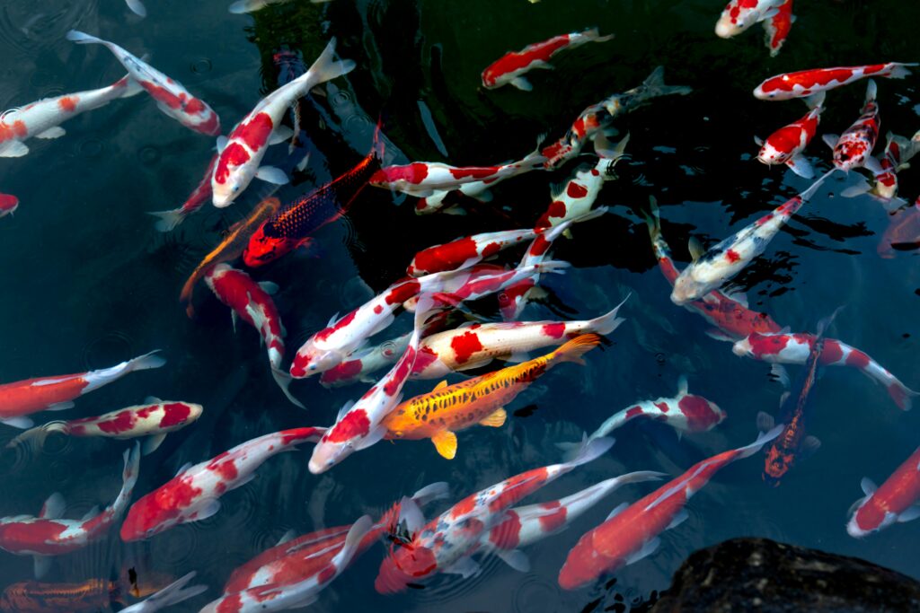 Colorful koi fish swimming in a pond, symbolizing prosperity and wealth.