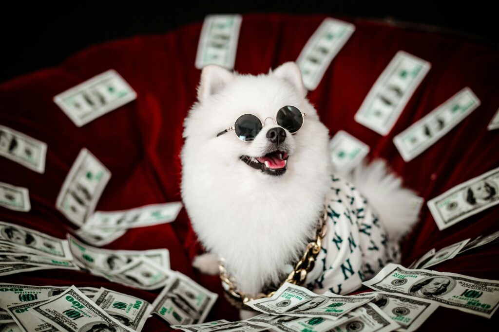White fluffy dog wearing sunglasses and gold chain surrounded by cash bills