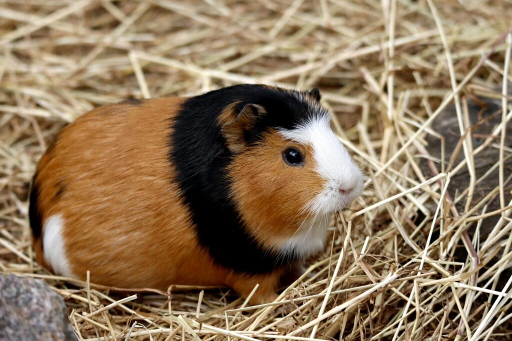 Brown, black, and white guinea pig sitting in hay