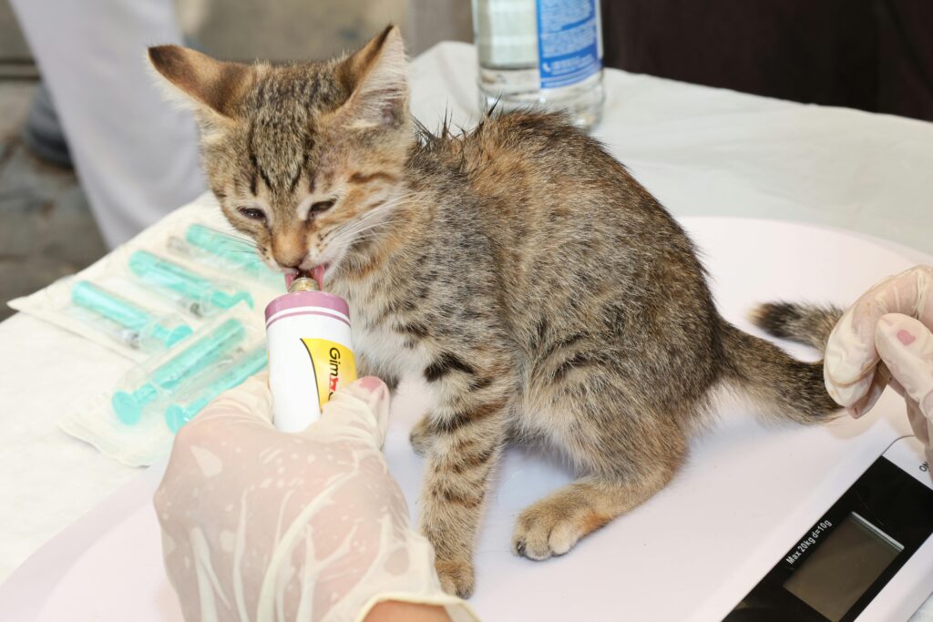 Small kitten receiving liquid medication from a syringe during veterinary care