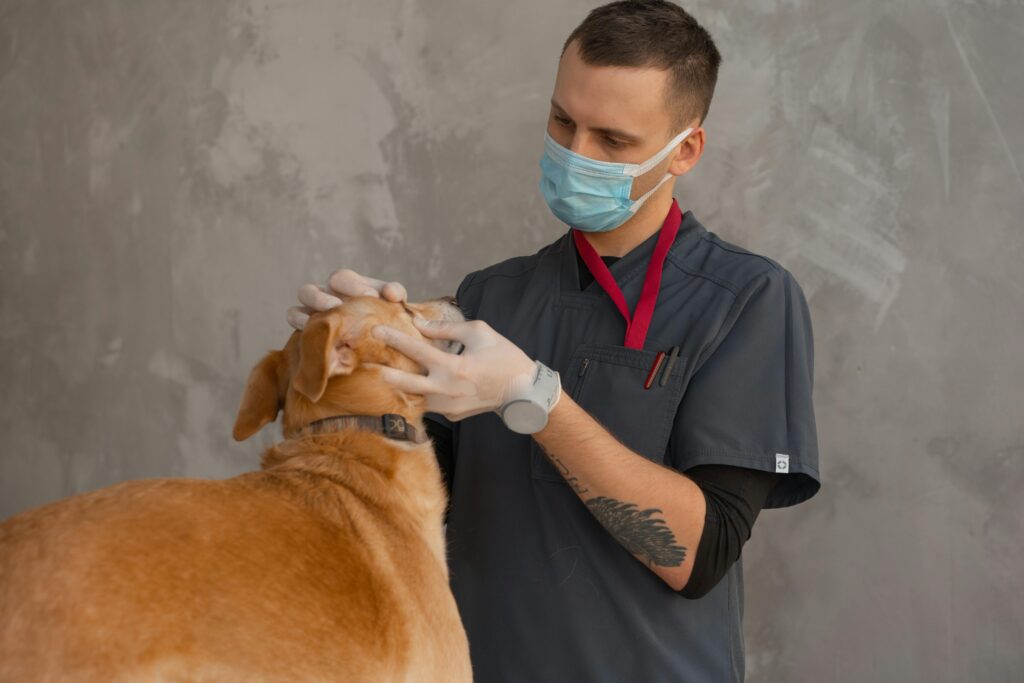 Veterinarian examining a dog during a vet visit while discussing potential medical costs and treatment options